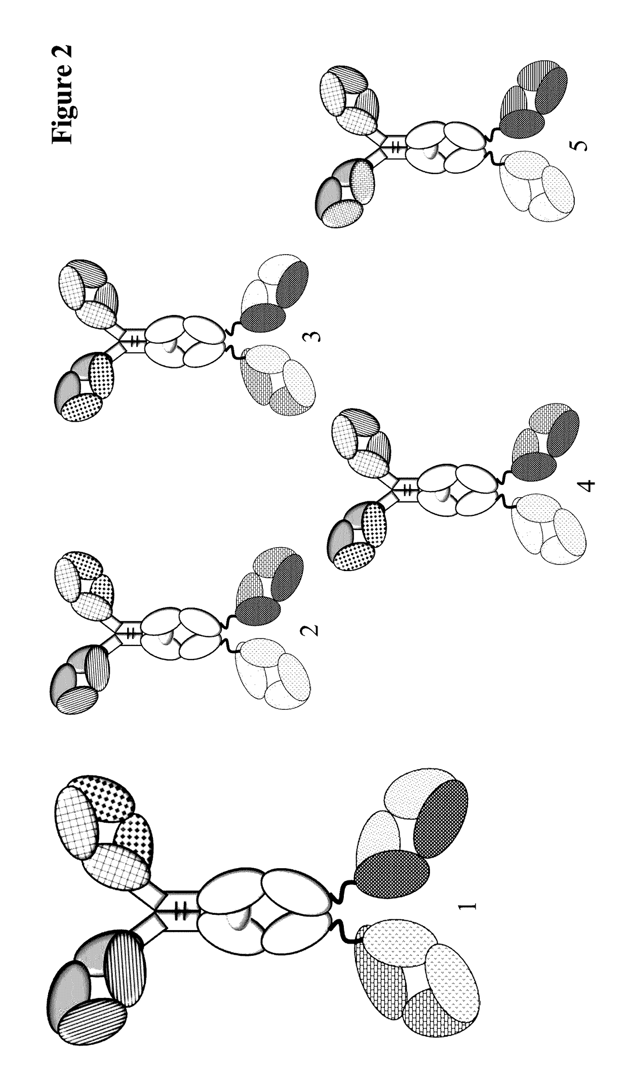 Method for detecting multispecific antibody light chain mispairing