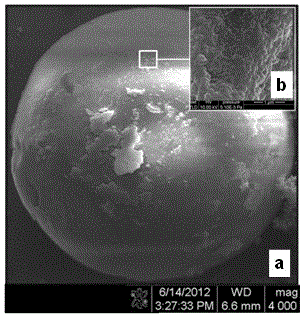 Aminoglycosides molecular molecularly imprinted solid-phase extraction column