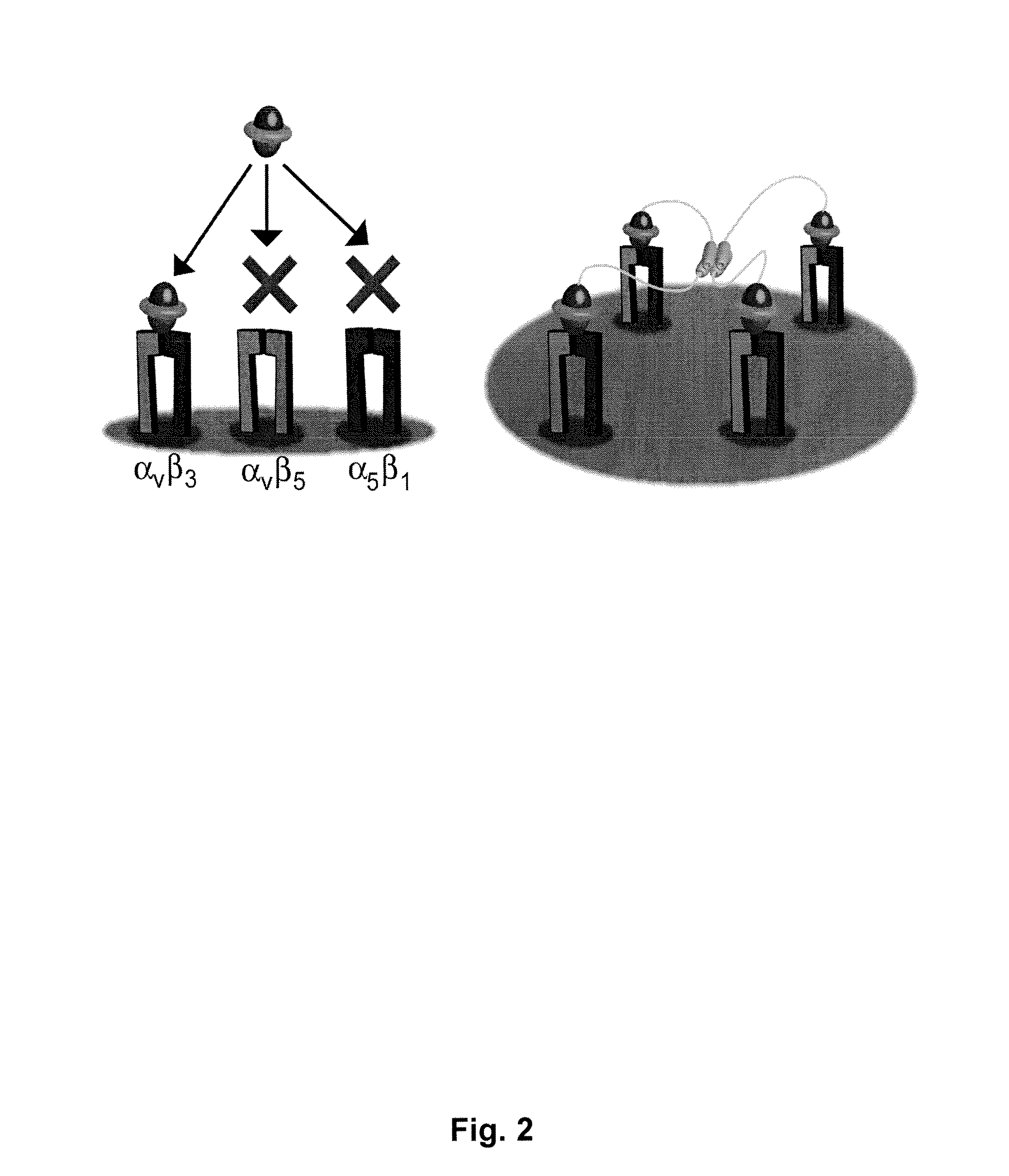 Engineered integrin binding peptides