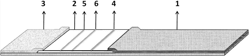 Time-resolved immunochromatography kit for synchronously detecting aflatoxin and carbaryl mixed pollution, and preparation method and application thereof