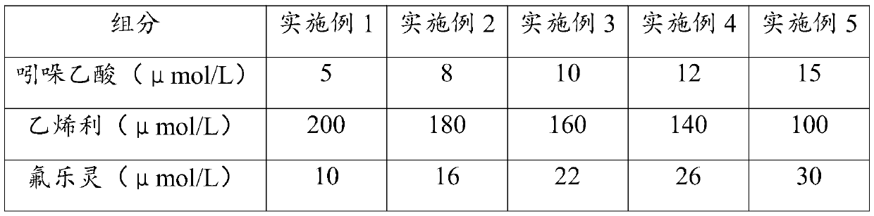 Cultivation method for increasing capacity of tomatoes for resisting leaf mold