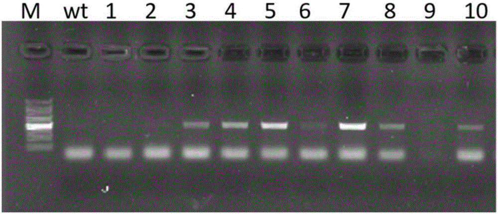 Stress tolerance related transcription factor protein NAC and application thereof