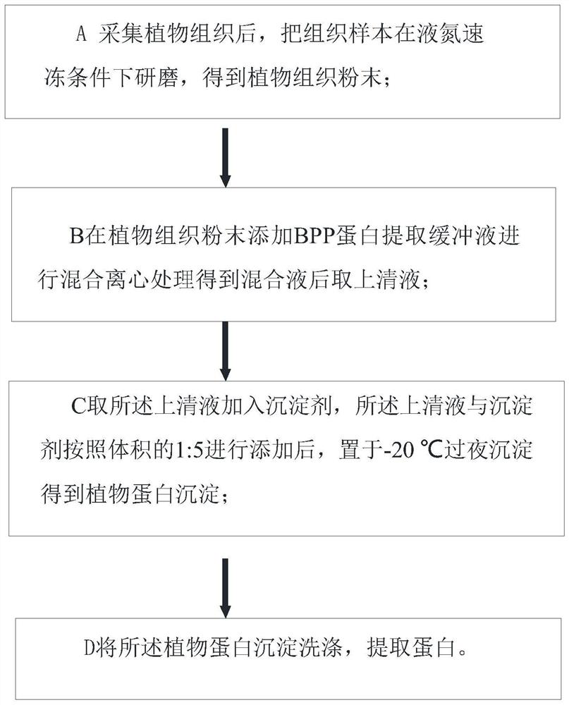 Method for extracting proteins from rubber trees and sesuvium portulacastrum plants by phenol extraction method