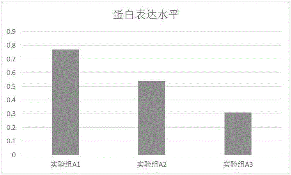 Application of SERPINB3 gene in preparing osteoarthritis diagnosis preparation