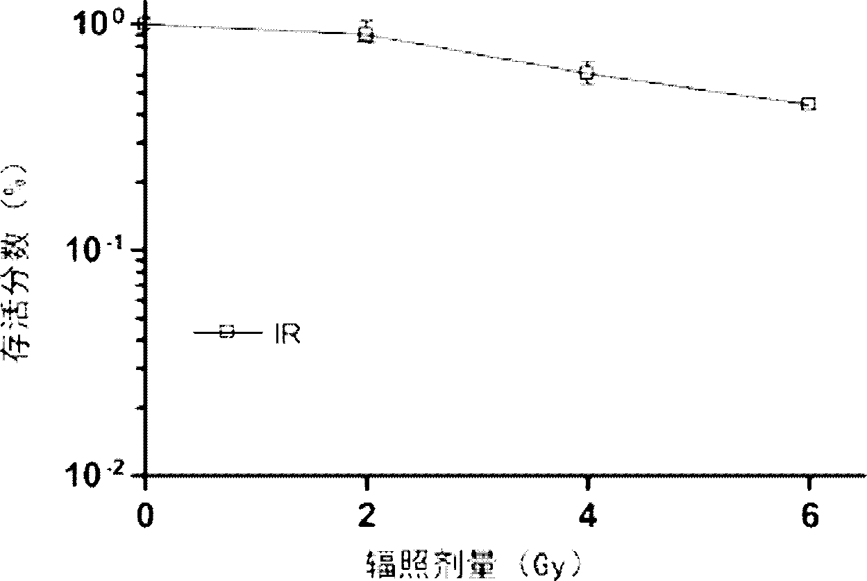 Use of cathepsin L inhibitor in preparation of radiotherapeutic sensitization drug