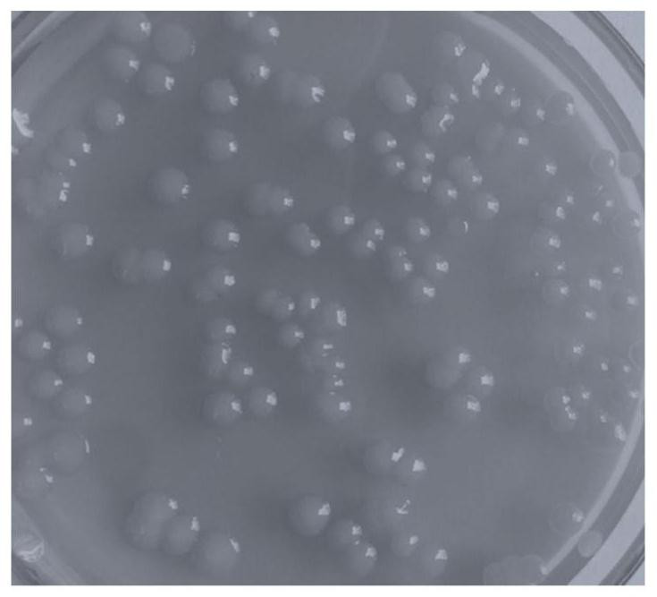 Novosphingobium and application thereof in wastewater phosphorus removal