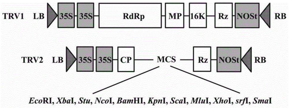 Verticillium dahliae adenylate kinase target gene fragment and its interference vector and application