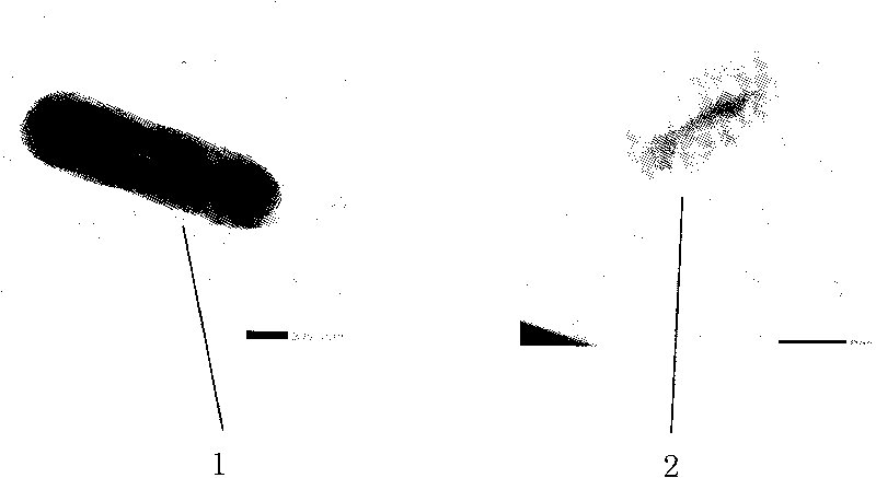 Integrated peptidoglycan and preparation method thereof