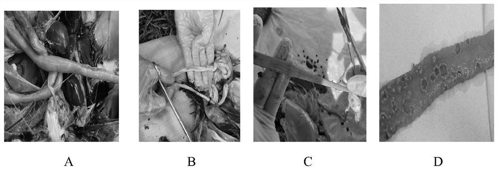 A compound composition of citral and carvacrol and its application