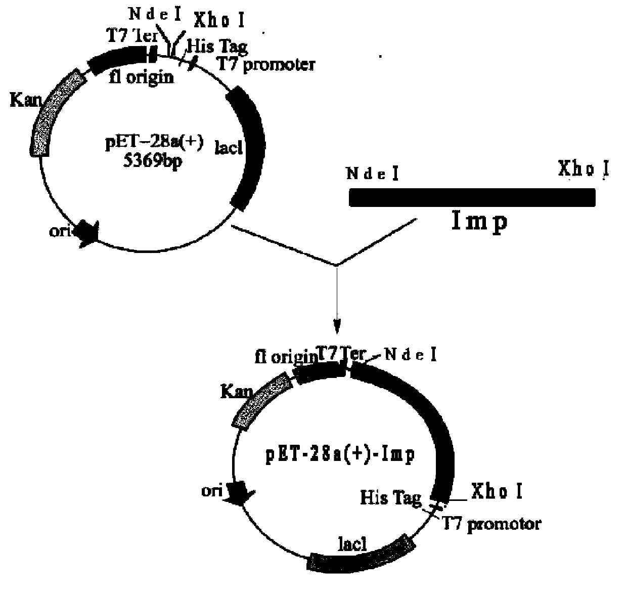 Purification method of immunodominant membrane protein of recombinant phytoplasma and application thereof