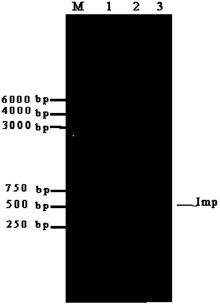 Purification method of immunodominant membrane protein of recombinant phytoplasma and application thereof