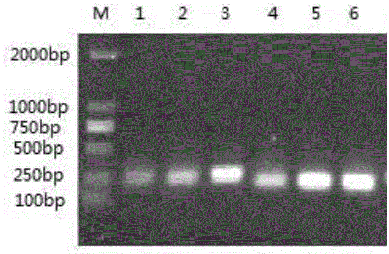 Fluorogenic quantitative PCR kit for detecting swine transmissible gastroenteritis virus