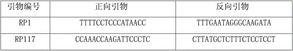 Microsatellite primers of red panda gene