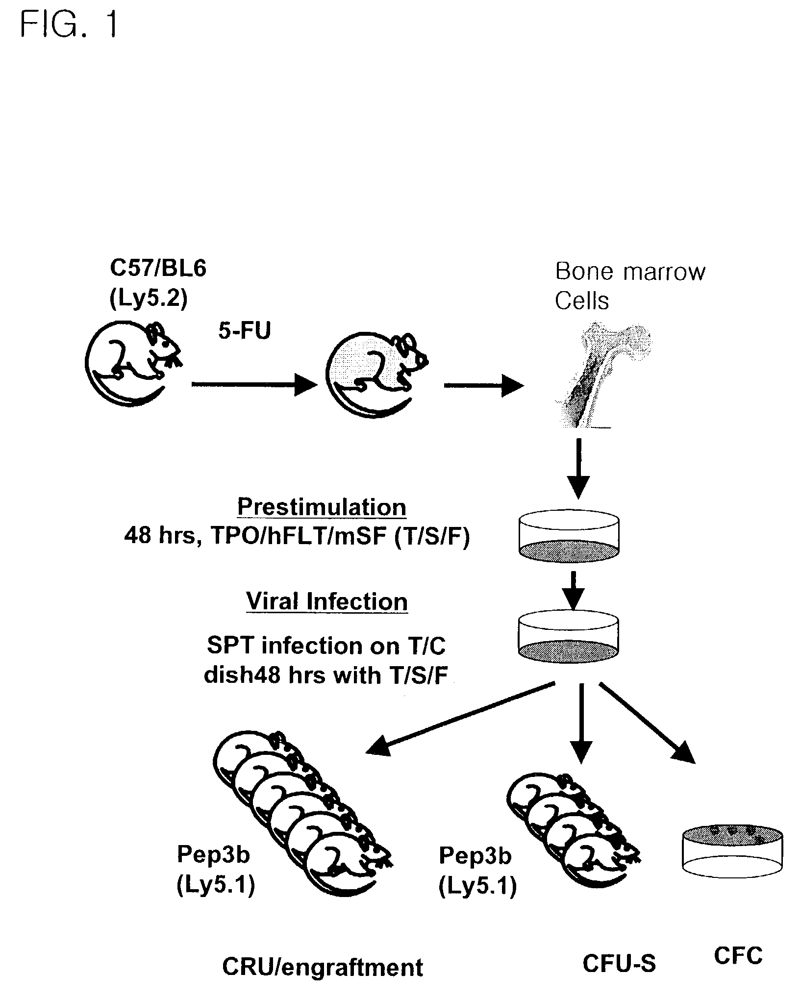 STAT3 activated stem cell