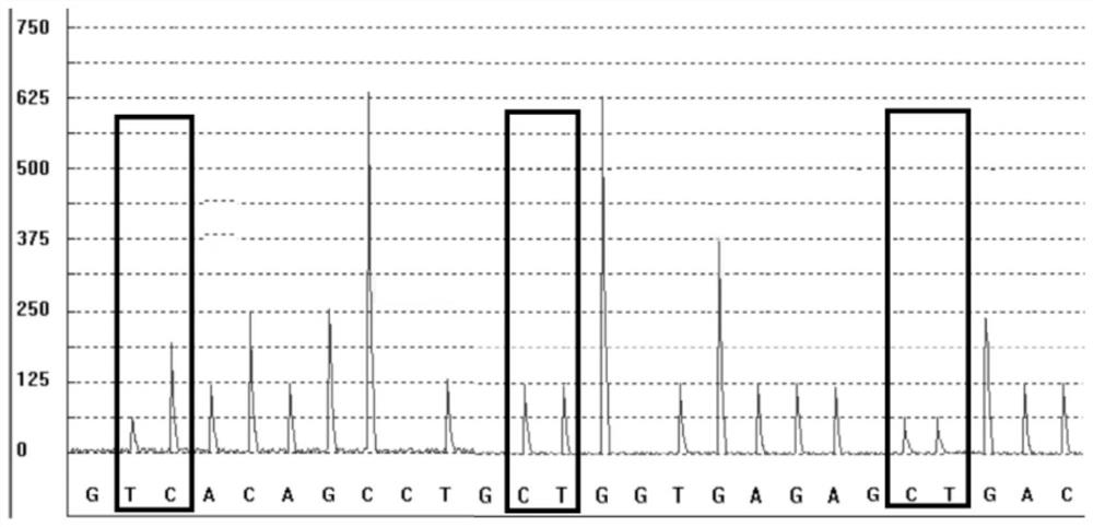 Detection kit for metabolic markers of ondansetron and tropisetron, detection method of detection kit and application of detection kit and detection method