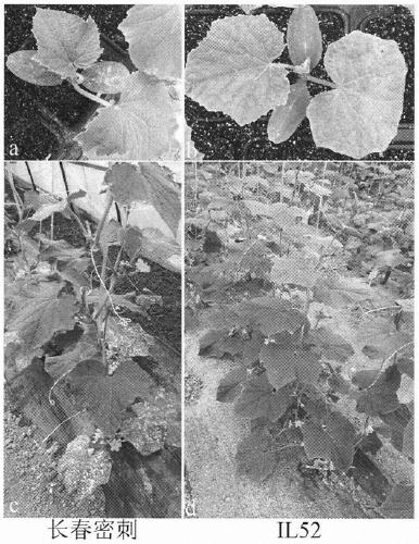 Molecular marker SSR05793 closely linked to antibacterial keratoplaque genes of cucumber-sour cucumber introgression lines