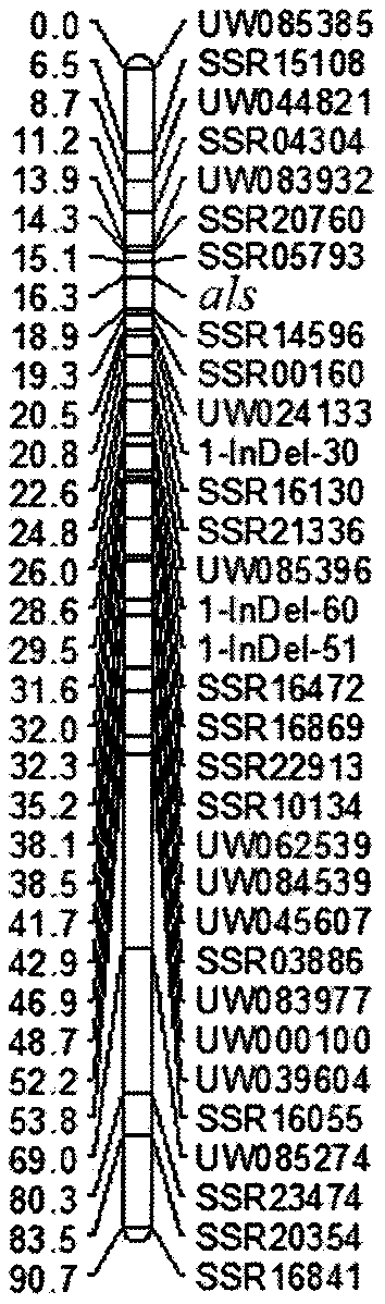 Molecular marker SSR05793 closely linked to antibacterial keratoplaque genes of cucumber-sour cucumber introgression lines