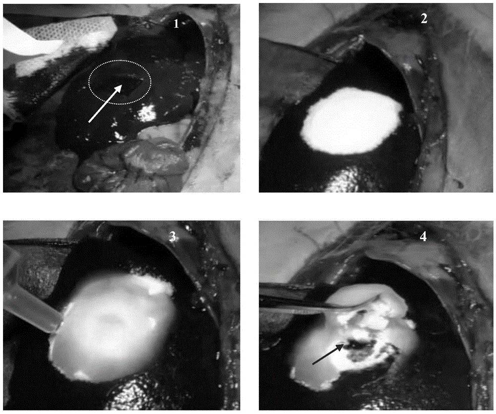 Multifunctional microporous styptic powder and preparation method thereof