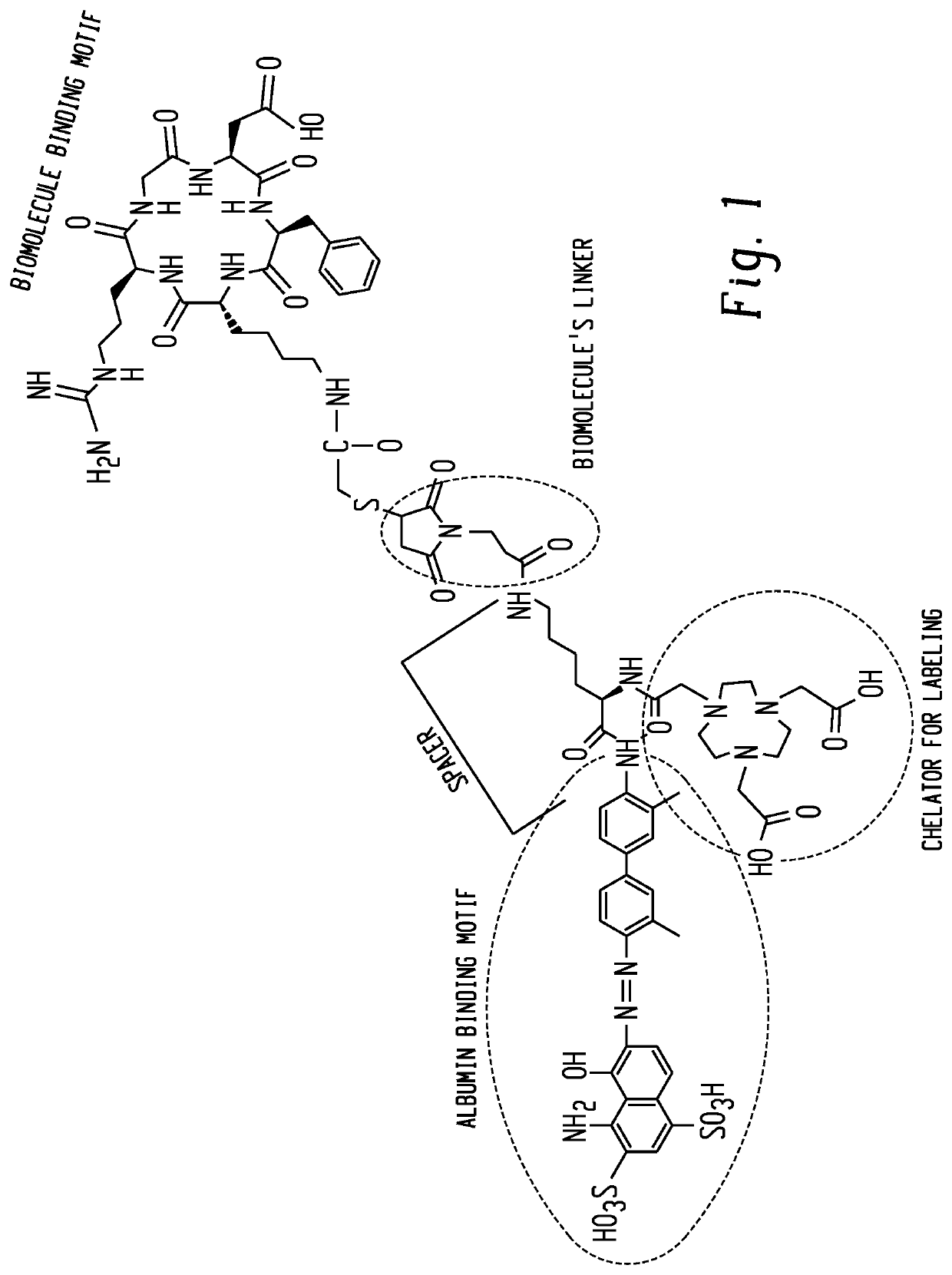 Chemical conjugates of evans blue derivatives and their use as radiotherapy and imaging agents