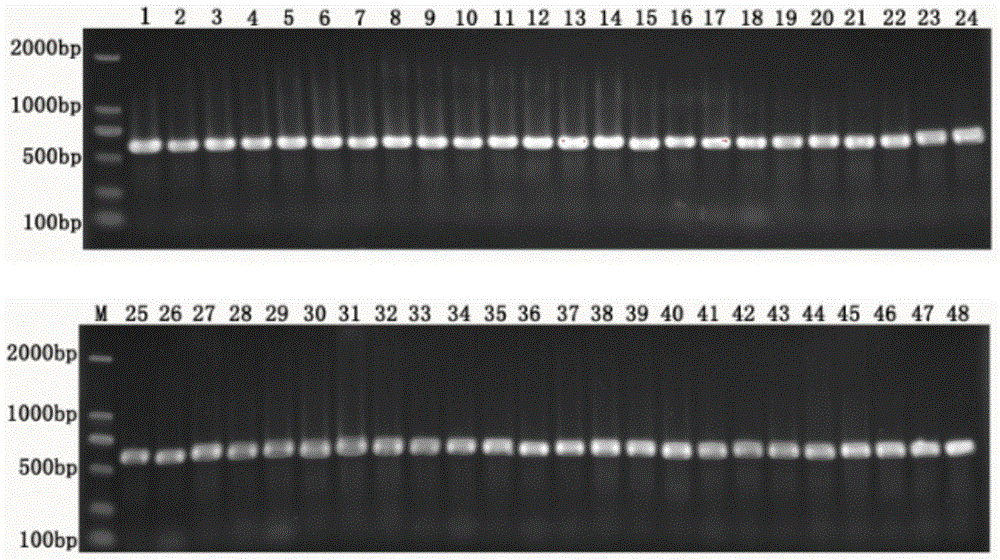 Environment DNA identification method for fish community structure researching