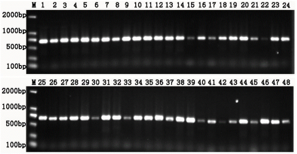 Environment DNA identification method for fish community structure researching