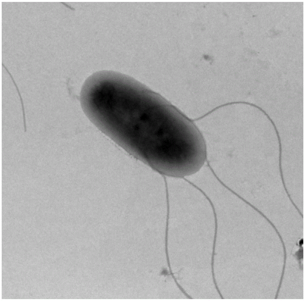 Cupriavidus strain capable of transforming heavy metals and application of strain