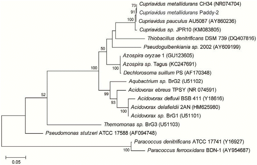 Cupriavidus strain capable of transforming heavy metals and application of strain