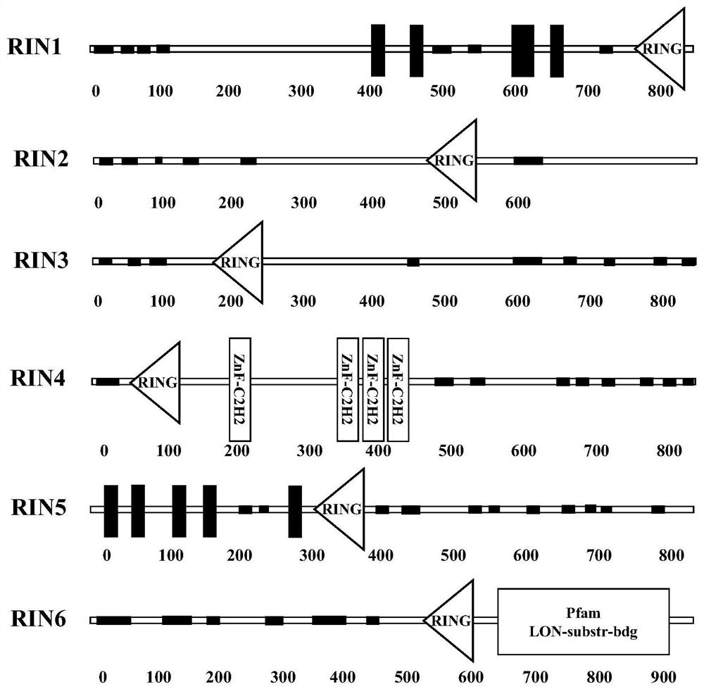 Method for increasing yield of yeast astaxanthin by inactivating ubiquitin ligase and recombinant strain