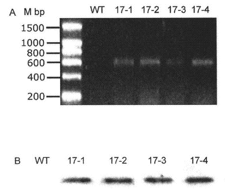 Stress-resistant protein PpLEA3-17 of bryophyte as well as encoding gene and application thereof