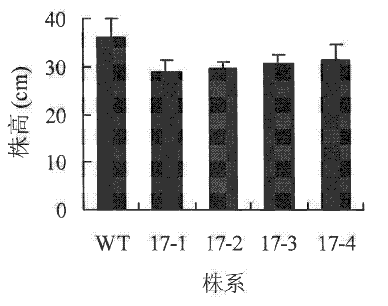 Stress-resistant protein PpLEA3-17 of bryophyte as well as encoding gene and application thereof