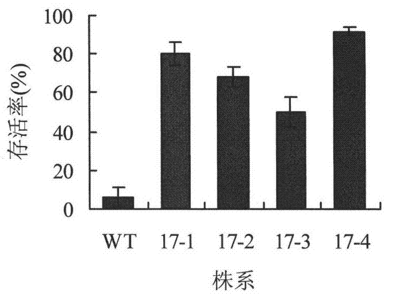 Stress-resistant protein PpLEA3-17 of bryophyte as well as encoding gene and application thereof