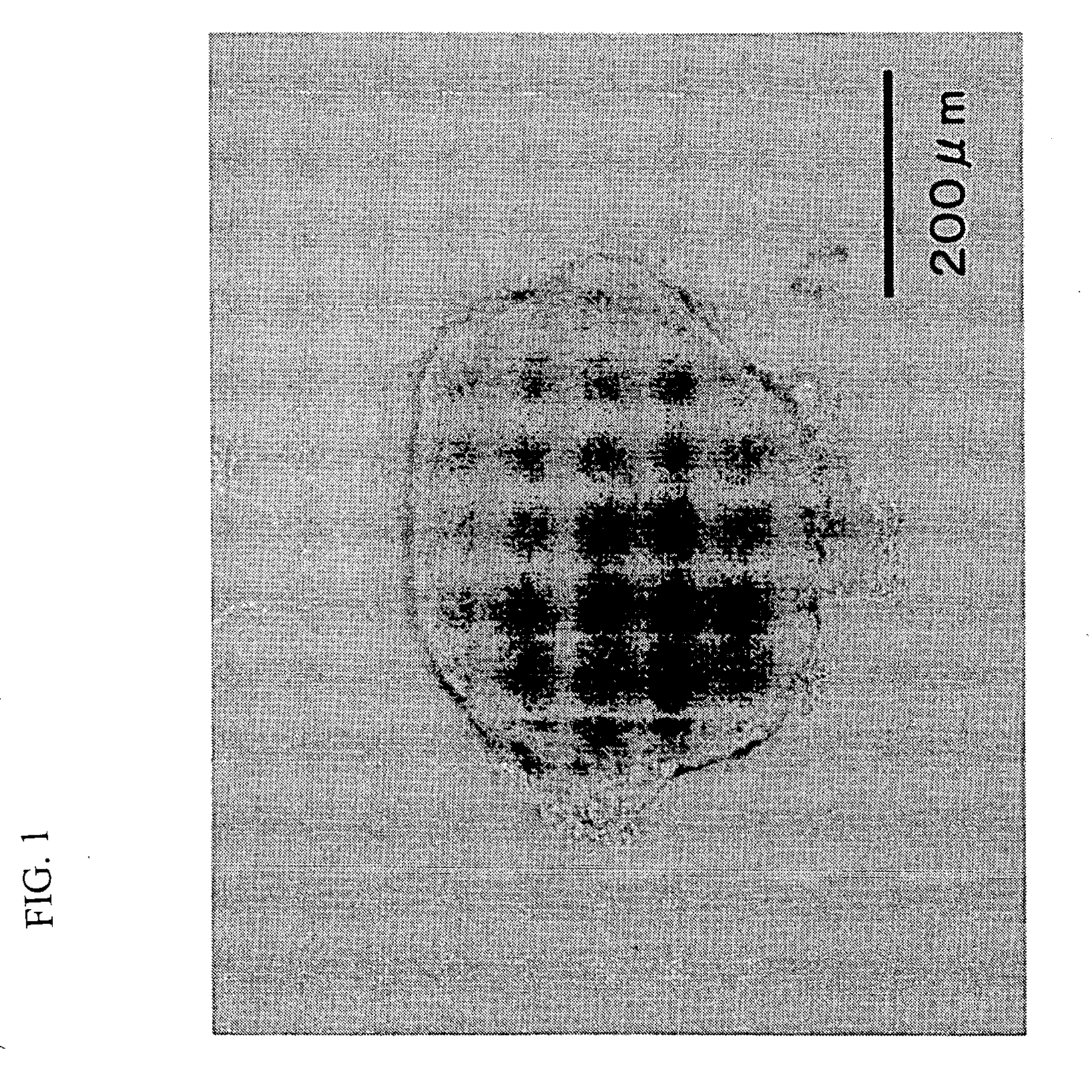 Container for germ layer formation and method of forming germ layer