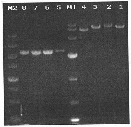 Method for constructing coronavirus infectious clone and application thereof