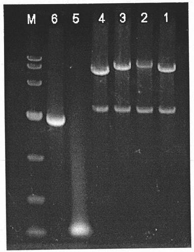 Method for constructing coronavirus infectious clone and application thereof