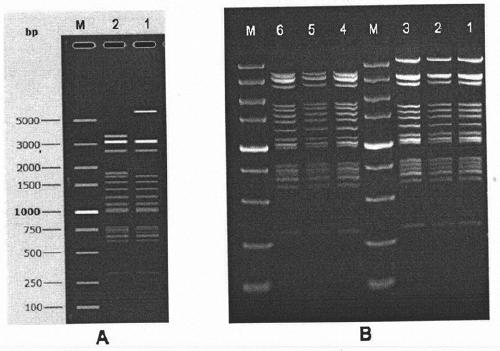 Method for constructing coronavirus infectious clone and application thereof