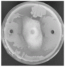 Bacillus amyloliquefaciens LX-J1 and application thereof