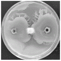 Bacillus amyloliquefaciens LX-J1 and application thereof