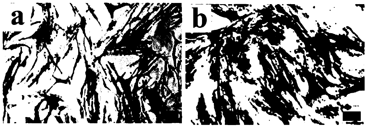 Calcium phosphate nanoclusters, and preparation method and application thereof