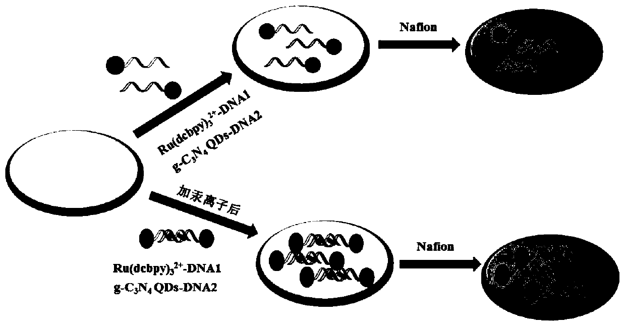 Preparation method of electrochemiluminescence biosensor for detecting mercury ions