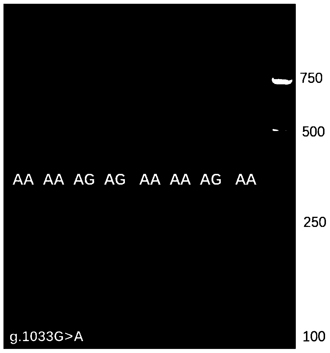 Molecular marker method for predicting and identifying chicken abdominal fat weight