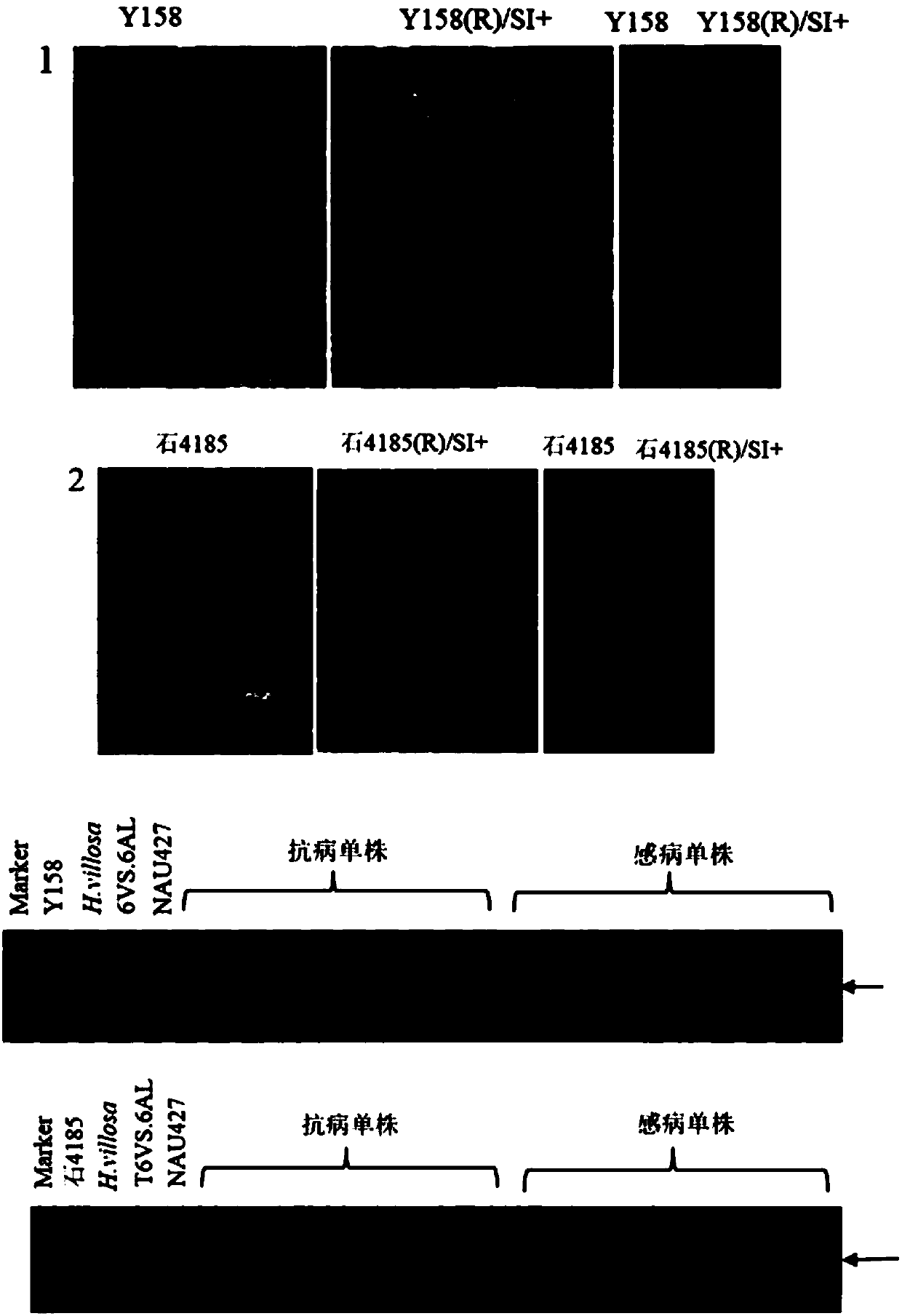 Molecular markers linked with disease resistance gene Pm21 of wheat and application of molecular markers in breeding