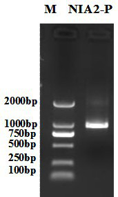 Tobacco nitrate reductase  <i>nia2</i> Promoter, its expression vector and its application