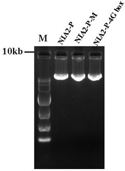 Tobacco nitrate reductase  <i>nia2</i> Promoter, its expression vector and its application