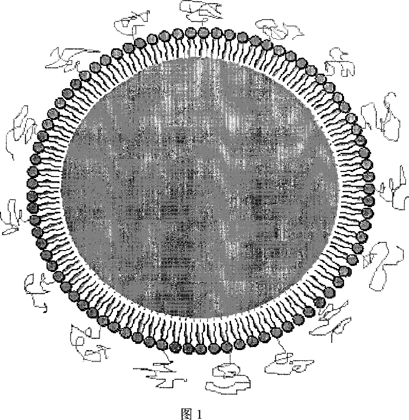 Superregulated long-cycled lipid emulsion carrying medicine reagent for mainline