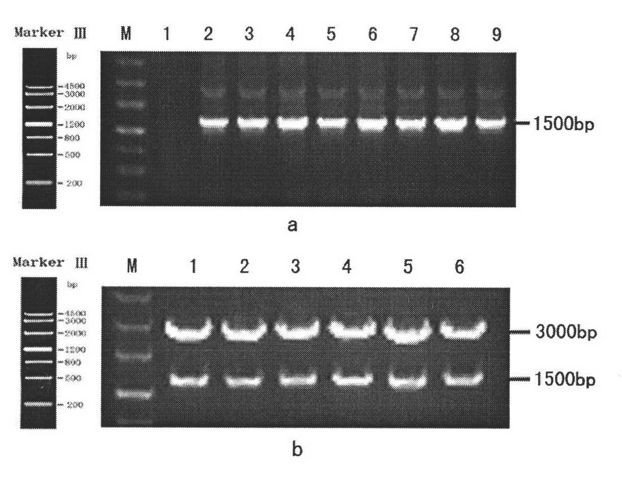 Lycium chinense miller lycopene beta-cyclase gene, recombinant vector containing gene, host cell and application