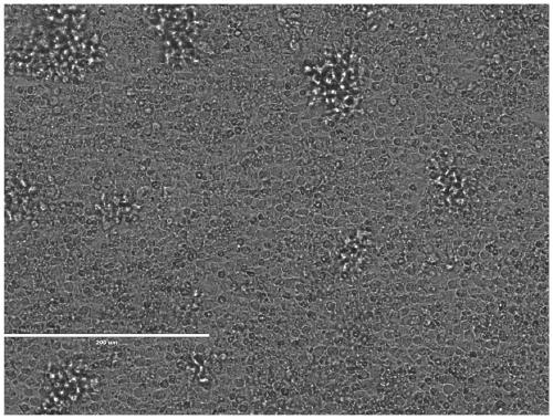 A human NK cell line