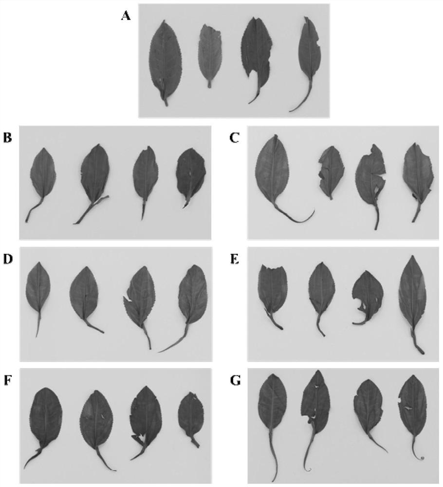 Method for detecting cell breakage rate of rolled leaves