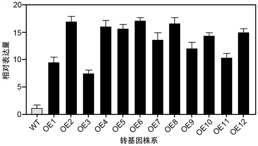 Method for auxiliary identification of drought resistance of wheat to be detected and special molecular marker thereof