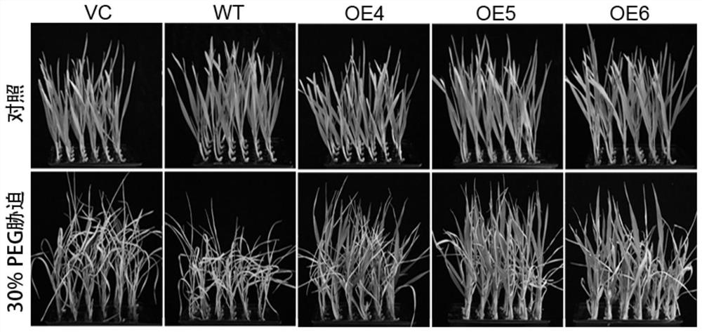 Method for auxiliary identification of drought resistance of wheat to be detected and special molecular marker thereof