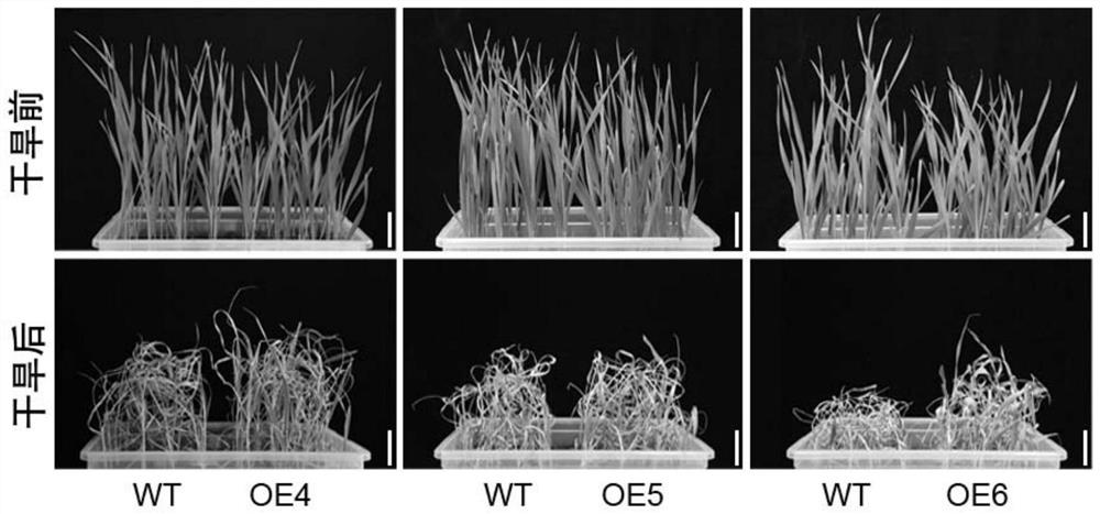 Method for auxiliary identification of drought resistance of wheat to be detected and special molecular marker thereof